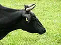 Hlava holštýnské krávy