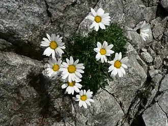 alternativní popis obrázku chybí
