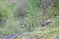 Habitus mladšího zplanělého keře