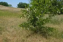 Trnovník akát (Robinia pseudoacacia)