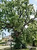 Lípa malolistá (ve středu Ruské ulice)