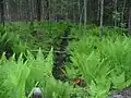 Porost pérovníku pštrosího (Matteuccia struthiopteris)