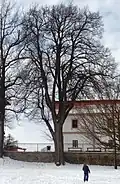 Lípa Na Rychtě