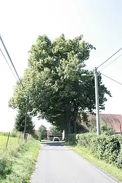 Lípa u Barešů