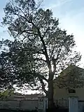 Památný strom: lípa malolistá