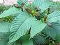 Listy M. speciosa