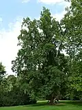 Liliovník v Podzámecké zahradě