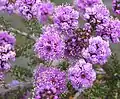 Kunzea recurva