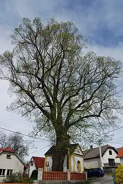 Návesní kaple a památný strom ve vsi