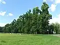 Lipová alej podél hřiště a koupaliště
