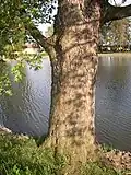 Prostřední strom, kmen zblízka