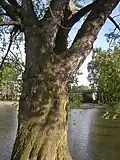 Západní strom, kmen zblízka, od zsz.