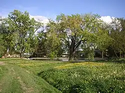 Pohled od severozápadu, prostřední a západní strom (květen 2012)