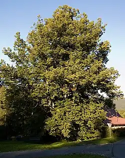 Lípy na Vyhlídce