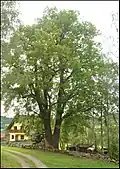 Lípa v obci Smrčná u Čkyně.
