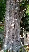 Detail kmenu, spodní část