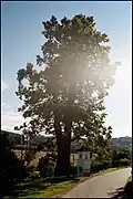 Lípa stojící v zatáčce u kapličky v obci Sedm chalup.