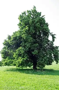 v červnu 2015