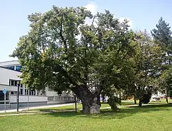 Památná lípa