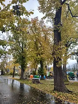 Upravený pařez, kde stávala lípa na návsi ve Vrčeni
