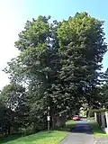Lípa nad řekou od severovýchodu