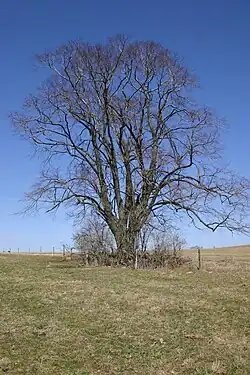 Lípa pod Řasným