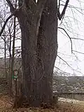 Pata