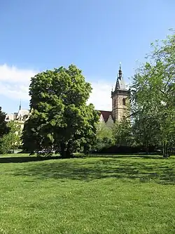 lípa republiky