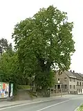 Lípa srdčitá u sv. Antonína