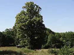 Památná lípa srdčitá mezi Bílým Kostelem a Chrastavou