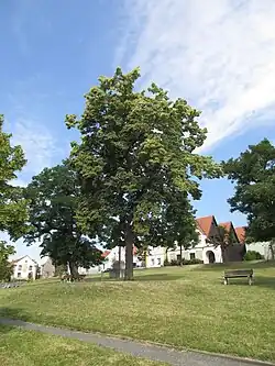 lípa svobody