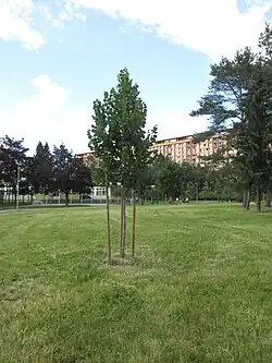 lípa svobody