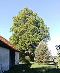 Lípa u hlinické hájovny, památný strom