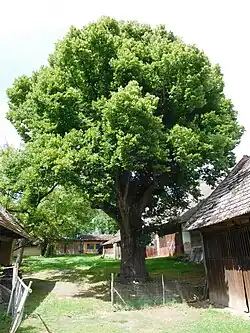 Lípa u Moravců
