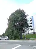 Lípa u Vraždy