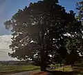 Památný strom lípa s vrcholkem hory Říp