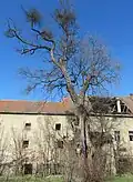 Památný strom Lípa v Žehušicích