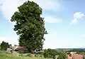 Lípa v Albrechticích