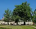 Lípa na náměstí (pořízeno: 5.6.2015)