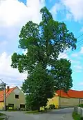Plavská lípa
