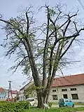 Lípa a památník