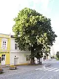 Lípa ve Valašském Meziříčí