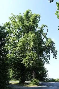Lípy na začátku července roku 2015