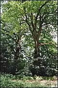 Dvě lípy v okraji lesa u Líbala nad obcí Ktiš.