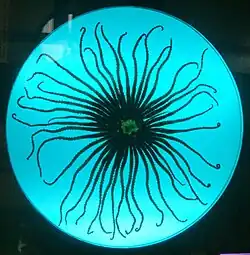 Malé tělo s množstvím tenkých dlouhých ramen (Labidiaster annulatus)