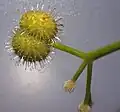 Příchytné trichomy svízelu přítuly