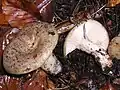 Ryzec zelený (Lactarius blennius)