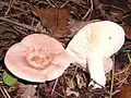 Ryzec zlatomléčný (Lactarius chrysorrheus)