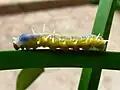 Housenka Mechanitis lysimnia