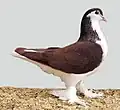 Lahore plnobarevný červený
